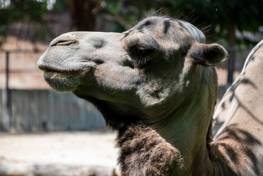 Zoo 29-07-2026