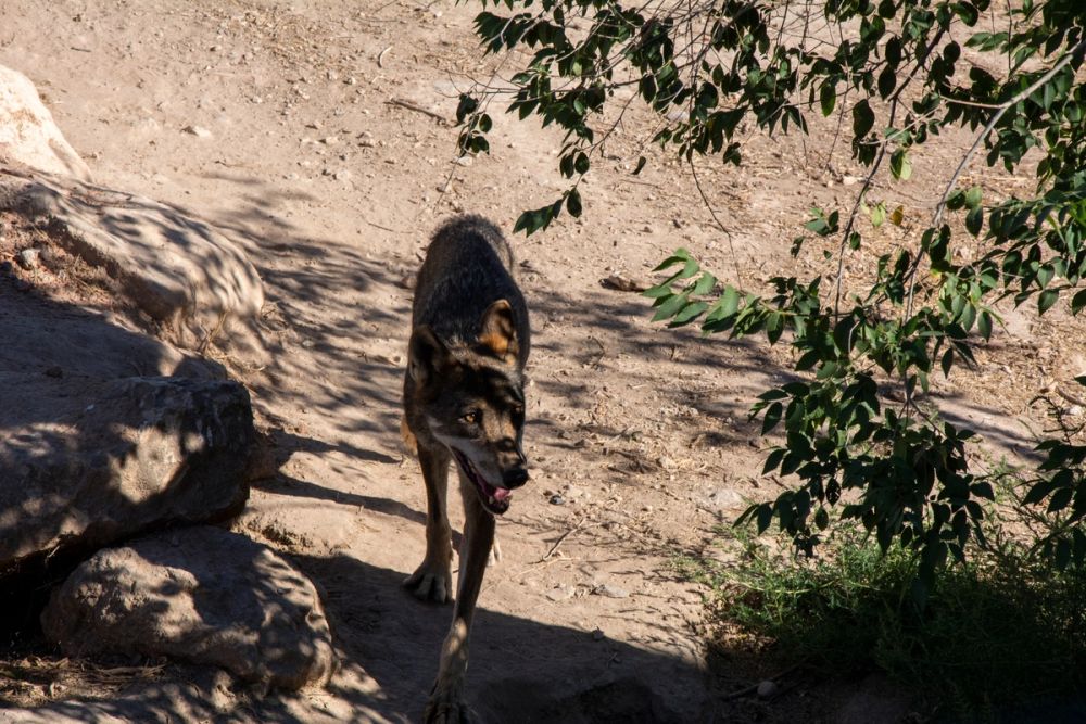 Zoo de Lillo 03-09-2022