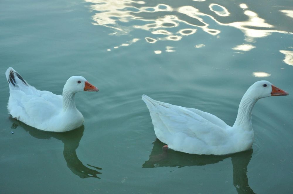Ocas y patos en parque polvoranca (Leganes) 28-05-2015