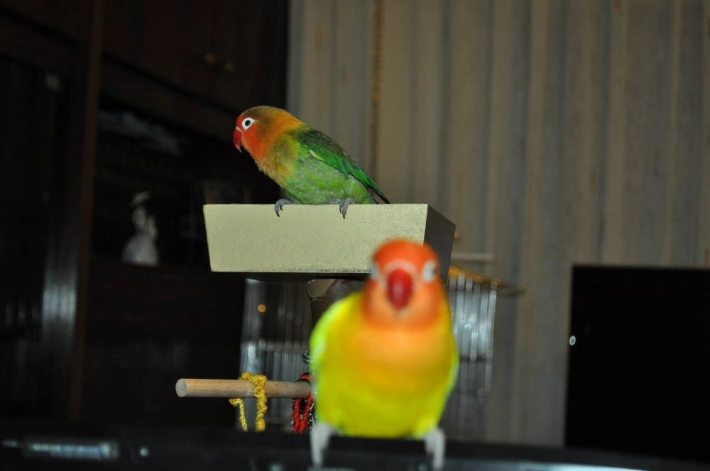 kuko y kiwi