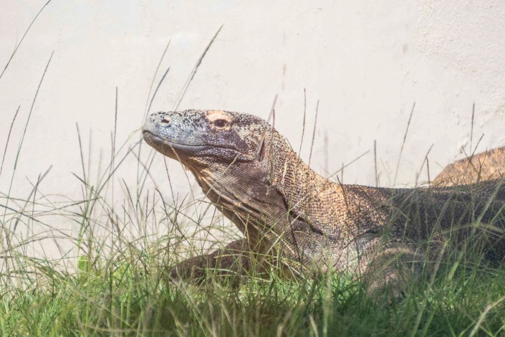 Faunia 04-08-2026