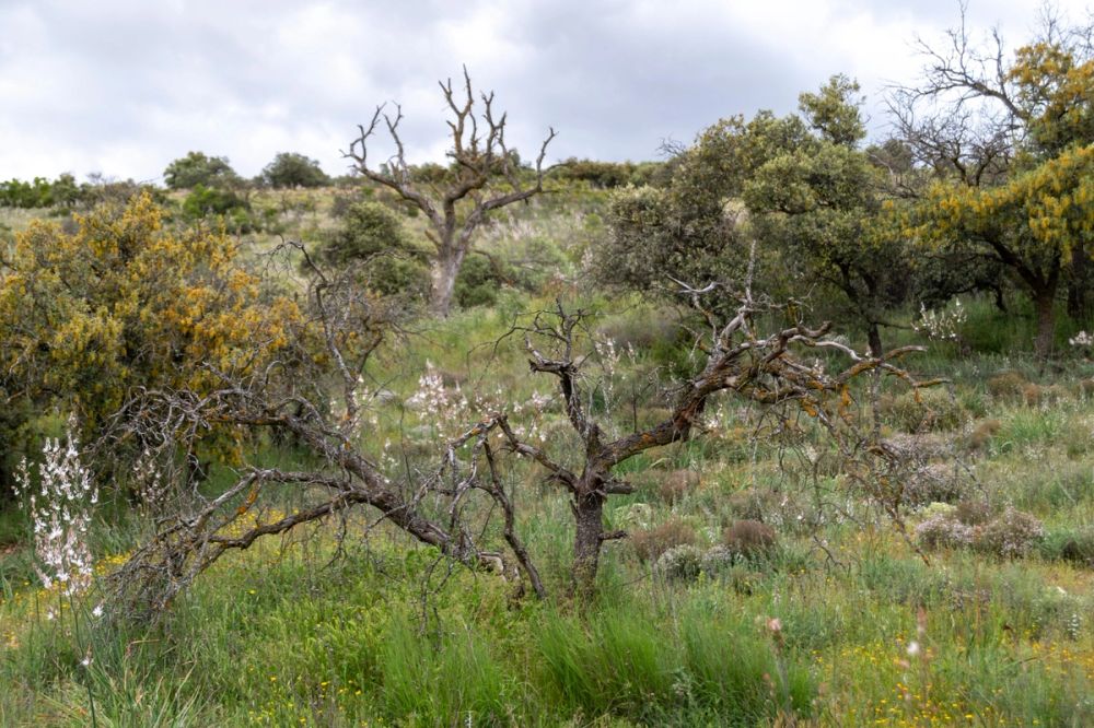 Sierra de Corral de Almaguer 03-05-2025