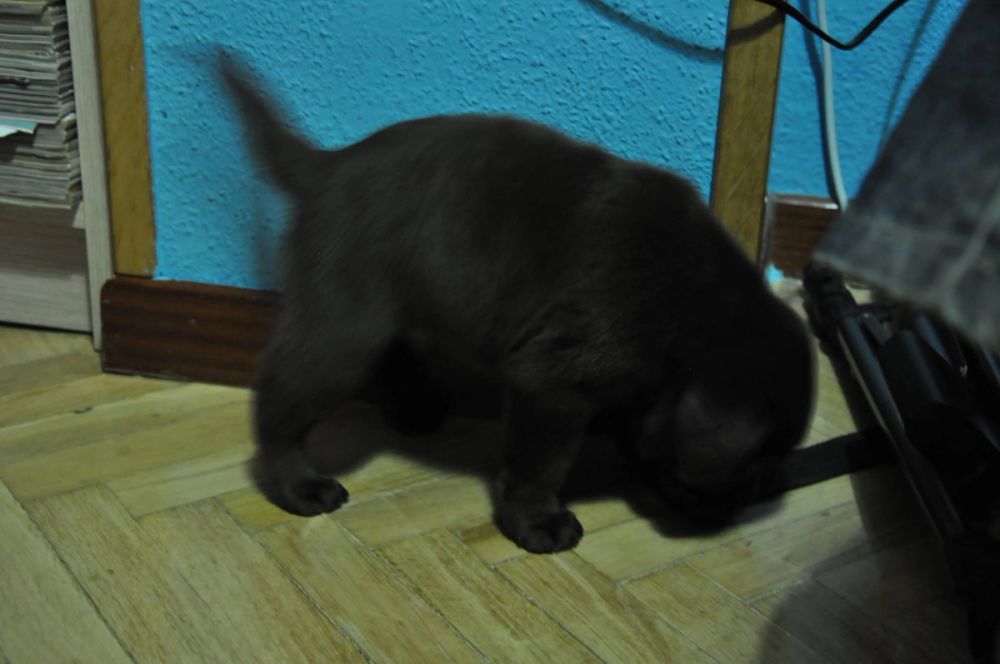 baby Conan
