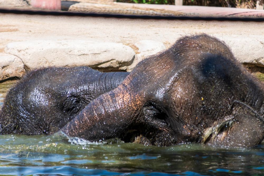 Zoo 17-08-2024