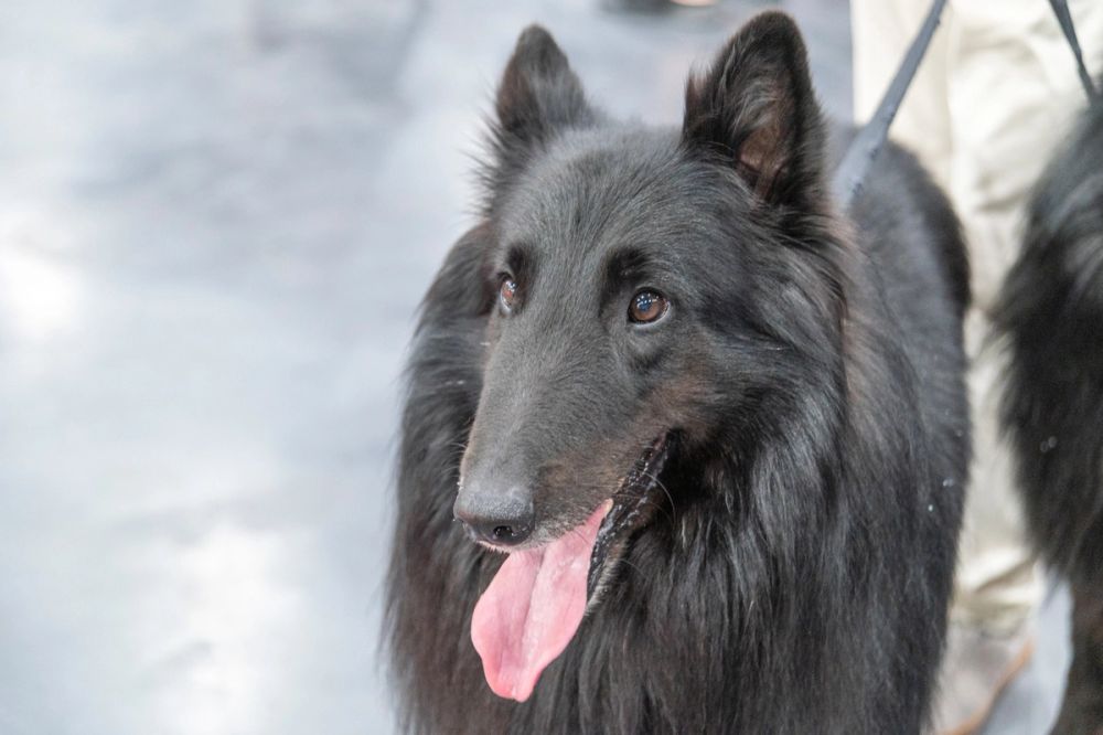 Perretes de la Exposicion canina (ciudad real) 02-06-2024