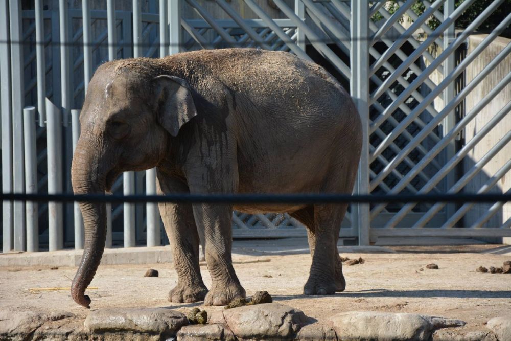 zoo 07-07-2018