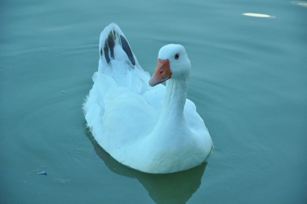 Ocas y patos en parque polvoranca (Leganes) 28-05-2015