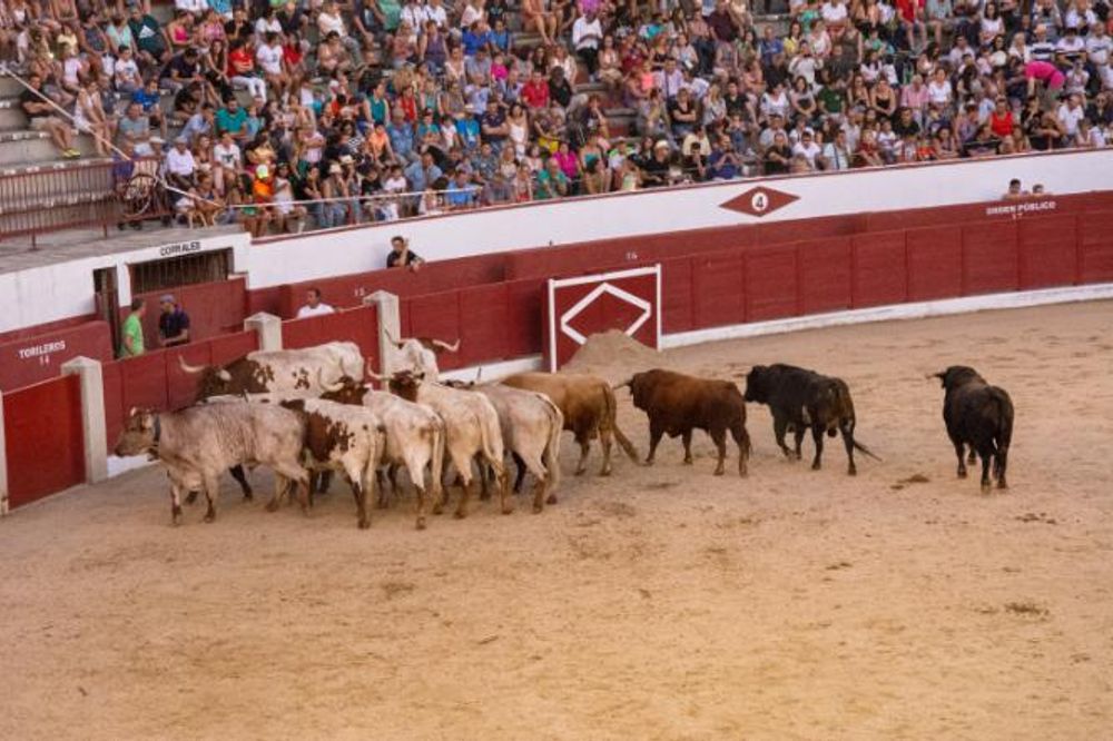 Toros en Colmenar Viejo 22-08-2019