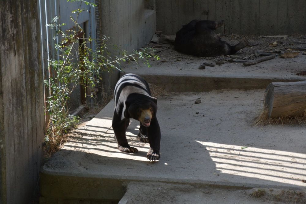 zoo 07-07-2018