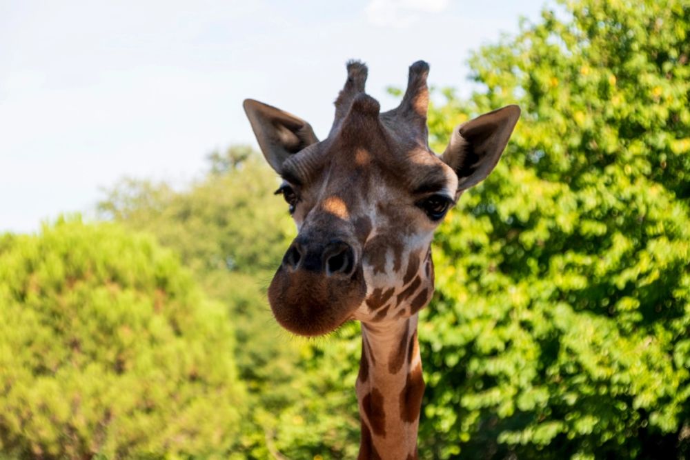 Zoo 17-08-2024