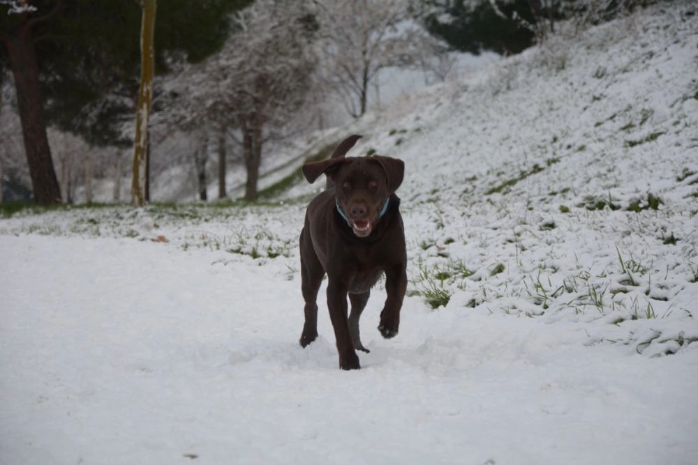 Choco