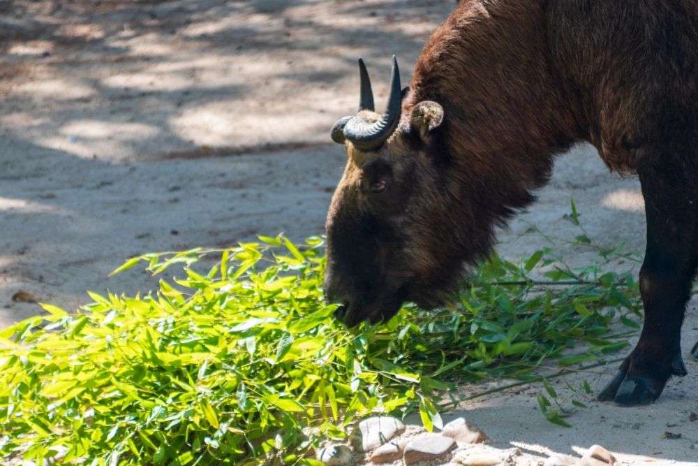 Zoo 17-08-2024