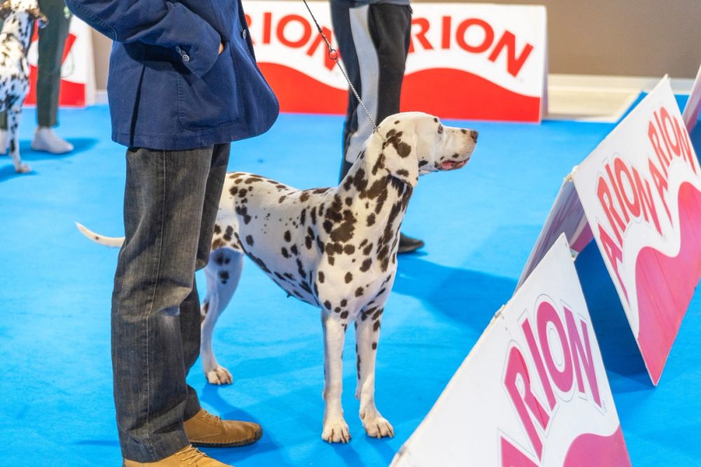 Exposicion canina (ciudad real) 02-06-2024