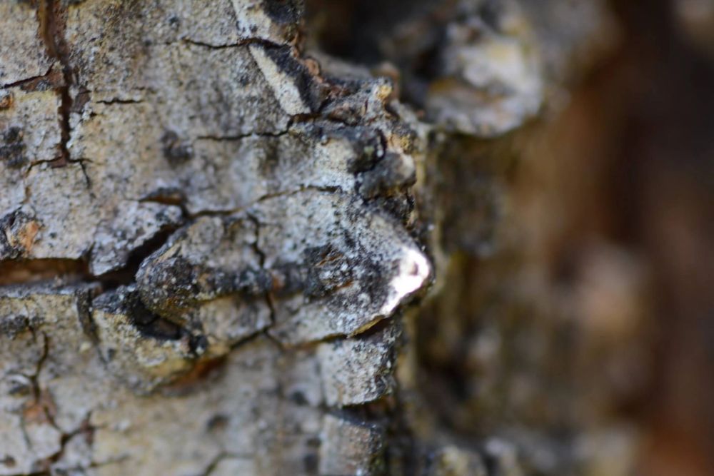 Fotografia Macro 2018