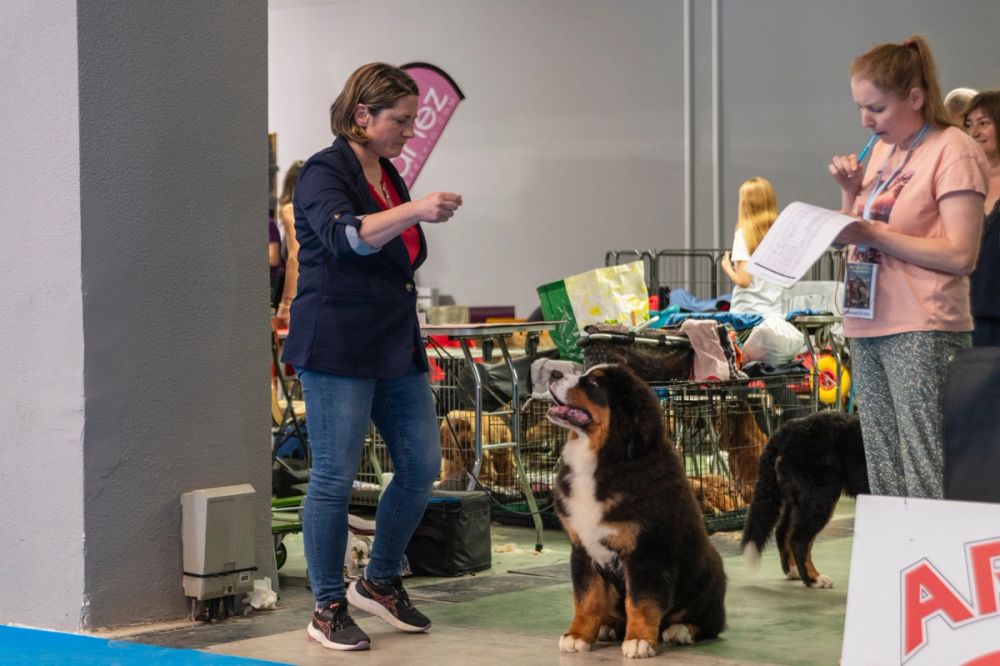 Exposicion canina (ciudad real) 01-06-2024