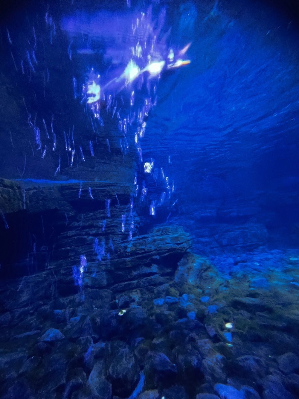 Atlantus aquarium Xanadu 05-08-2023