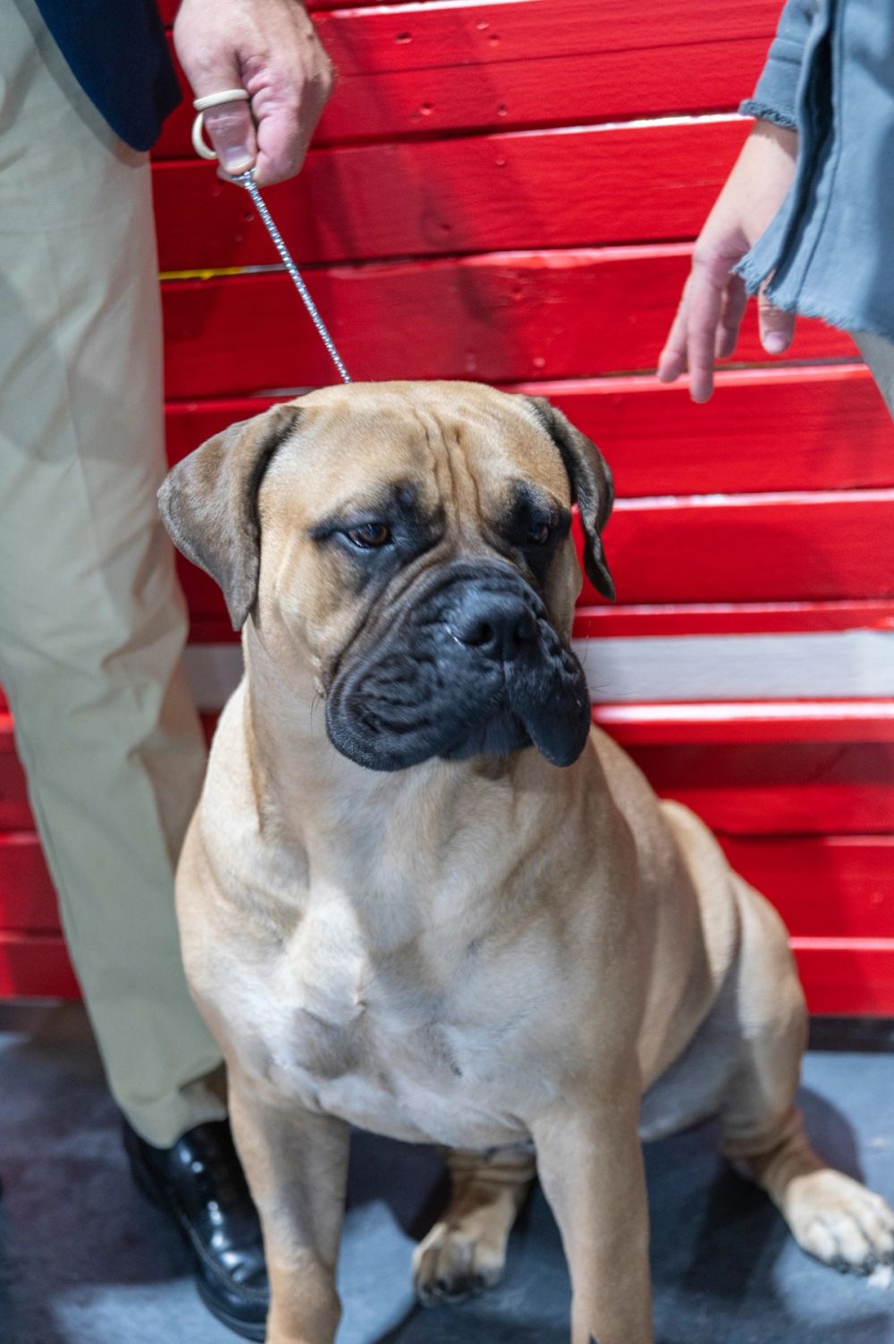 Perretes de la Exposicion canina (ciudad real) 02-06-2024