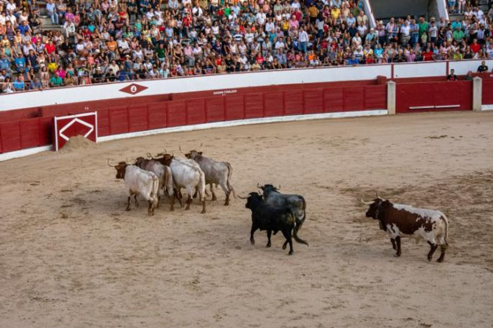Toros en Colmenar Viejo 22-08-2019