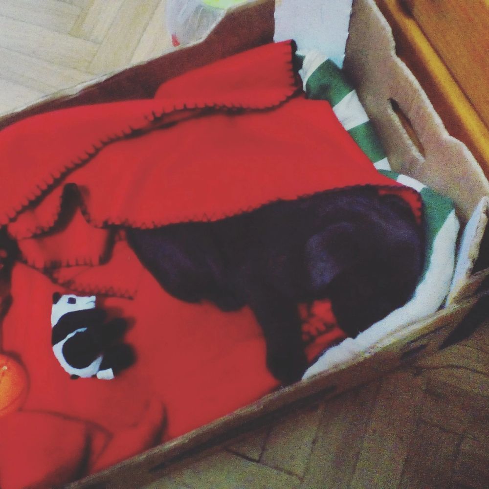 baby Conan