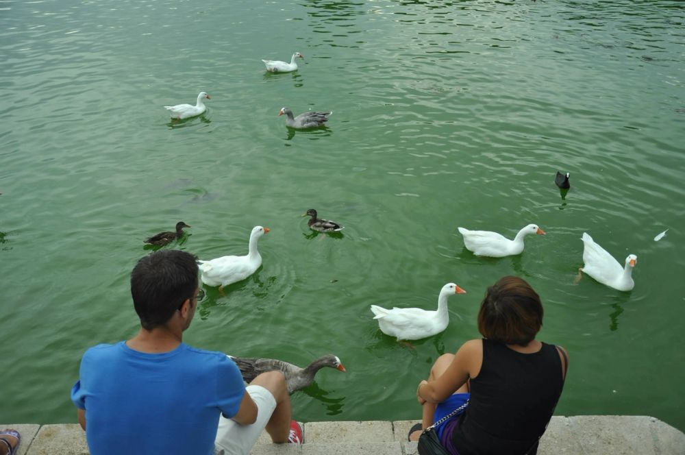 Ocas y patos en parque polvoranca (Leganes) 30-08-2014
