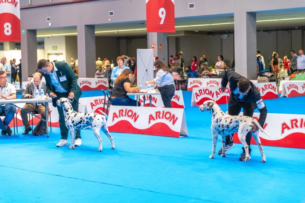 Exposicion canina (ciudad real) 01-06-2024