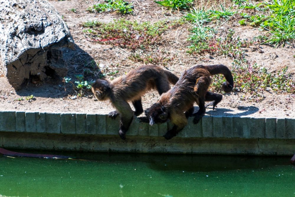 Zoo 17-08-2024