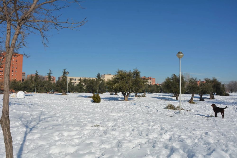 Conan en la nieve (leganes) 2021