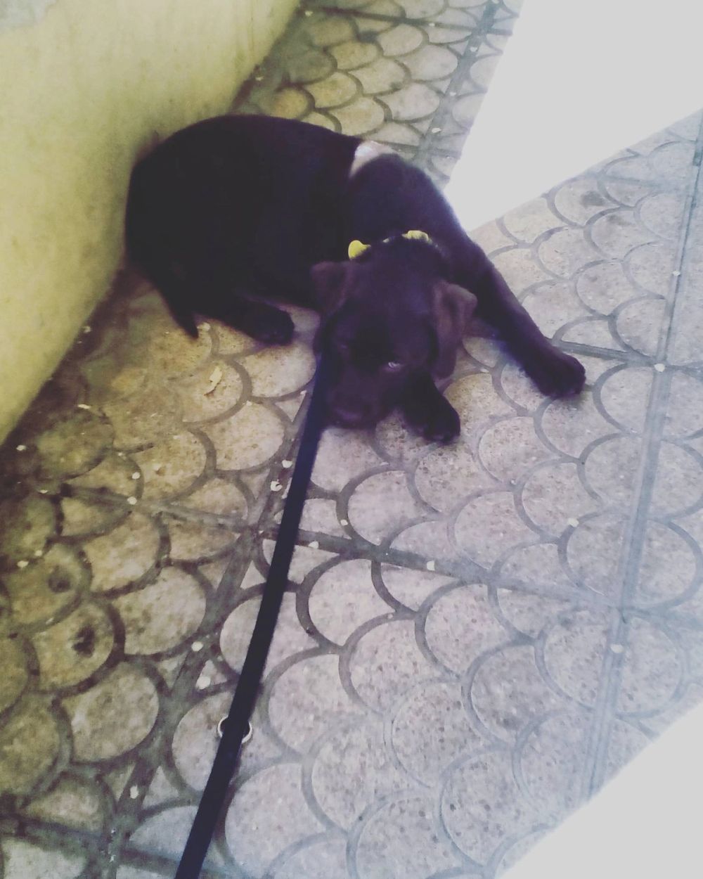 baby Conan