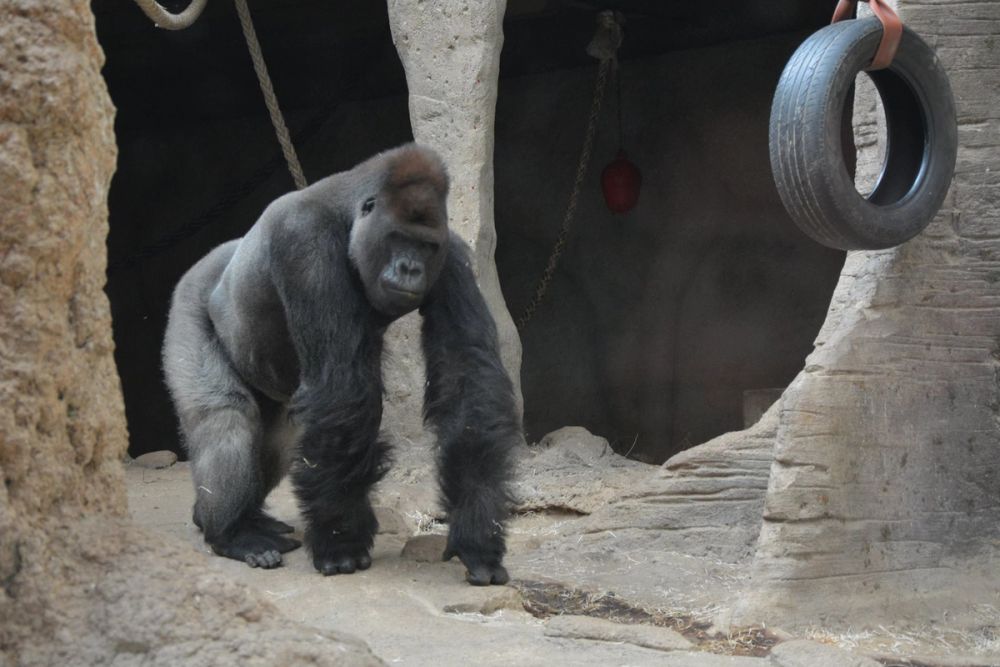 zoo 07-07-2018