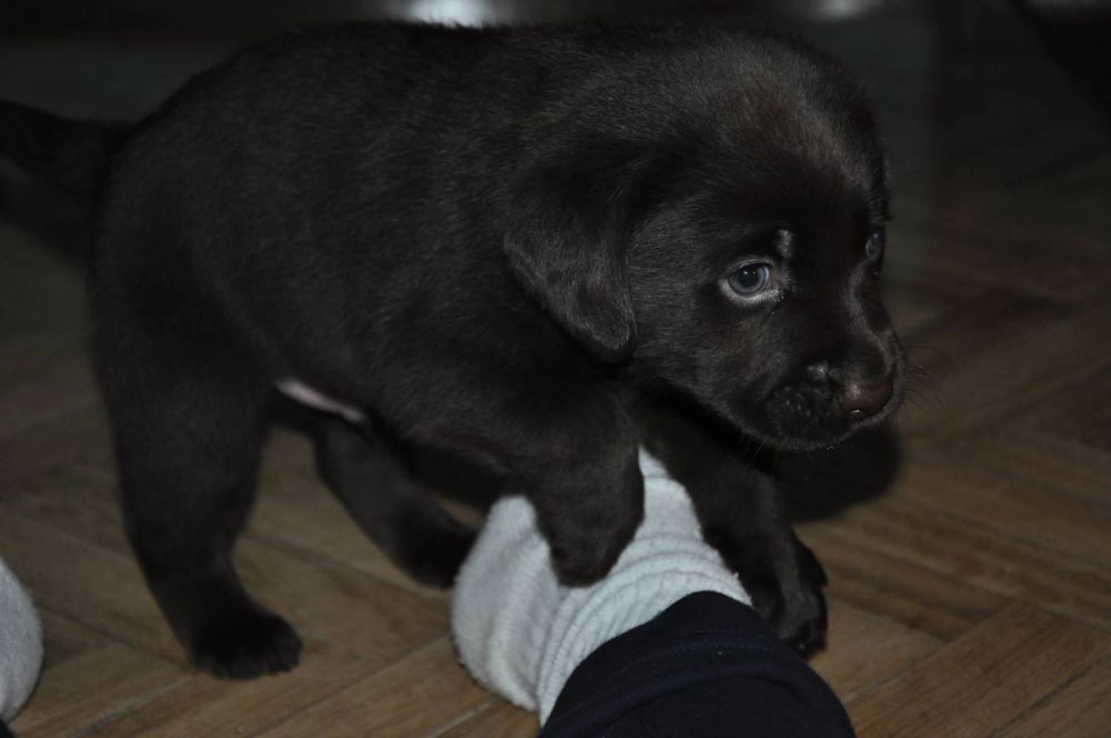 baby Conan
