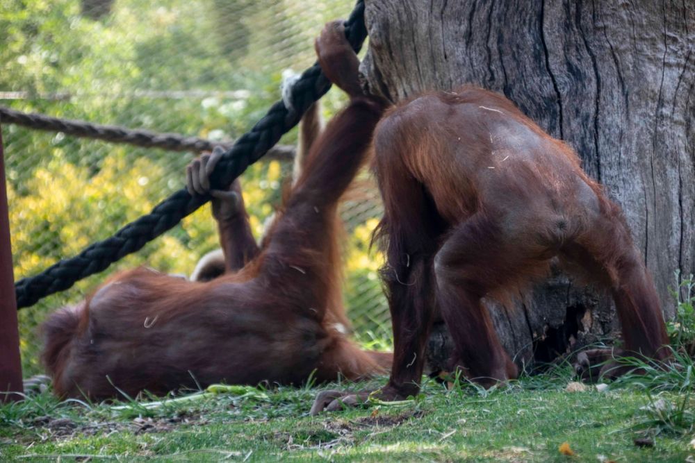 Zoo 29-07-2026
