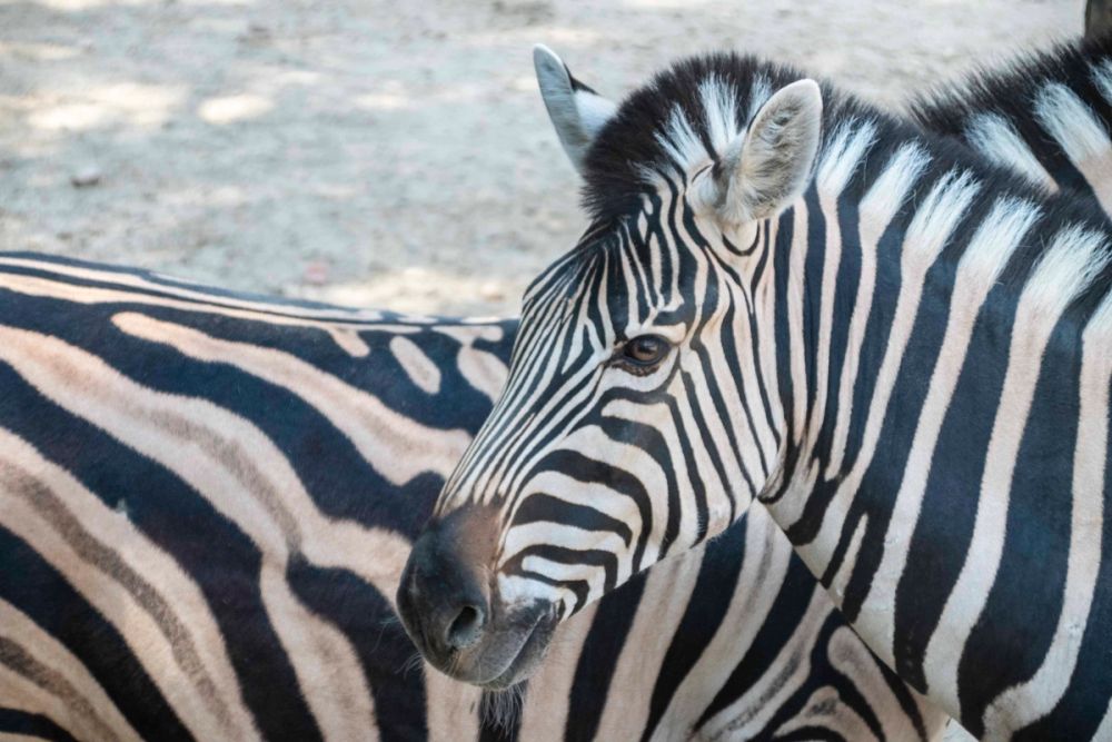 Zoo 29-07-2026