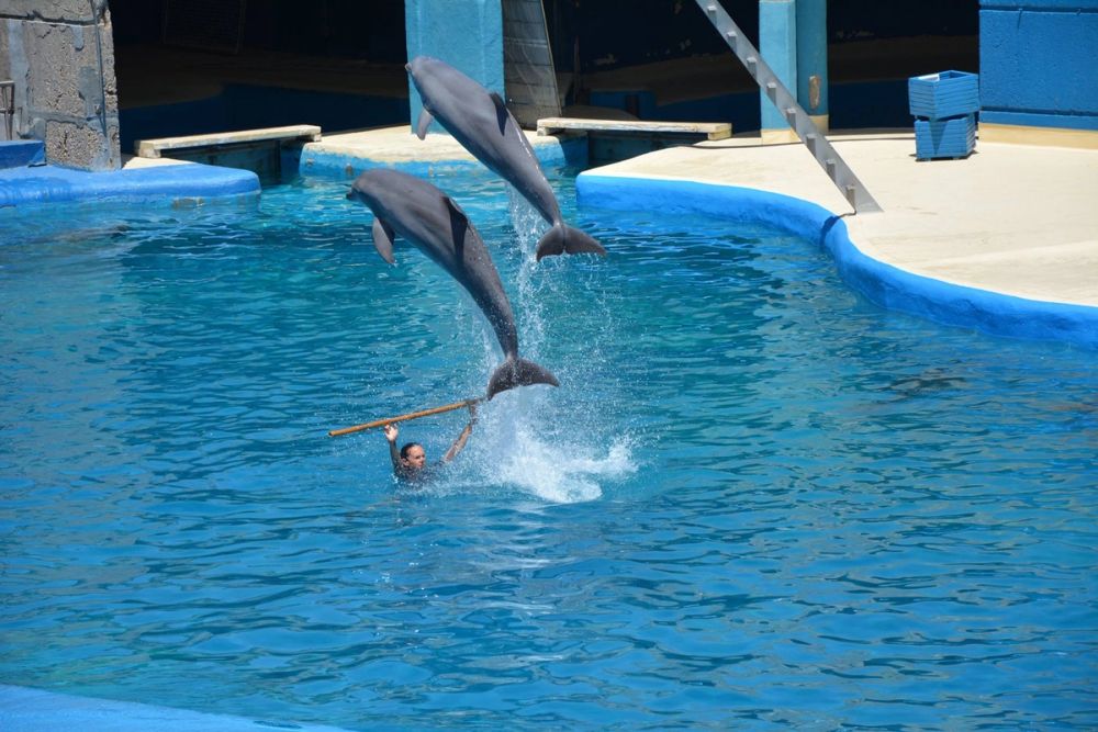 zoo 07-07-2018