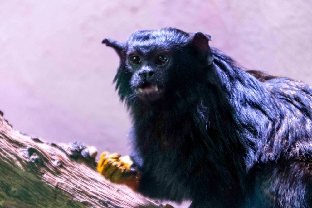 Faunia 04-08-2026