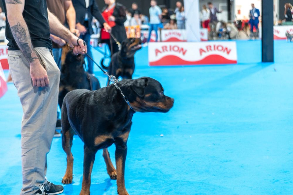 Exposicion canina (ciudad real) 02-06-2024
