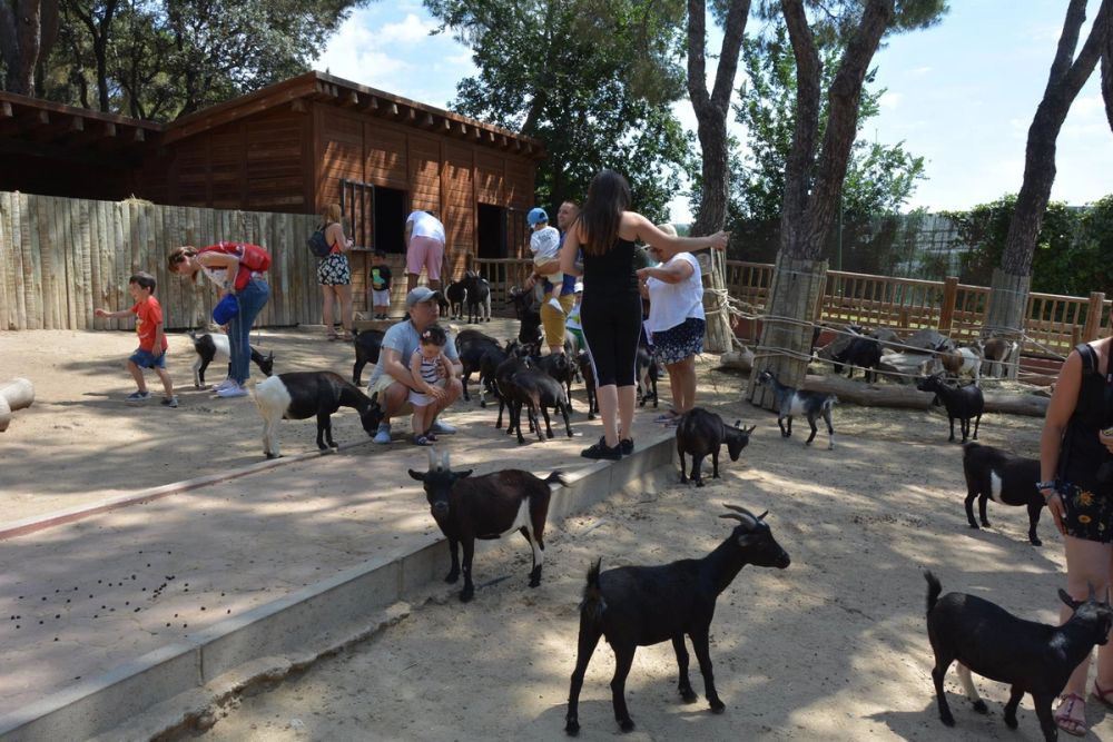 zoo 07-07-2018