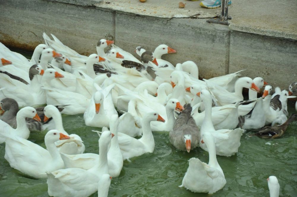 Ocas y patos en parque polvoranca (Leganes) 30-08-2014