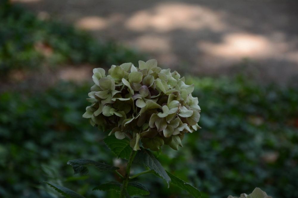 Parque de El capricho (Madrid) 2018