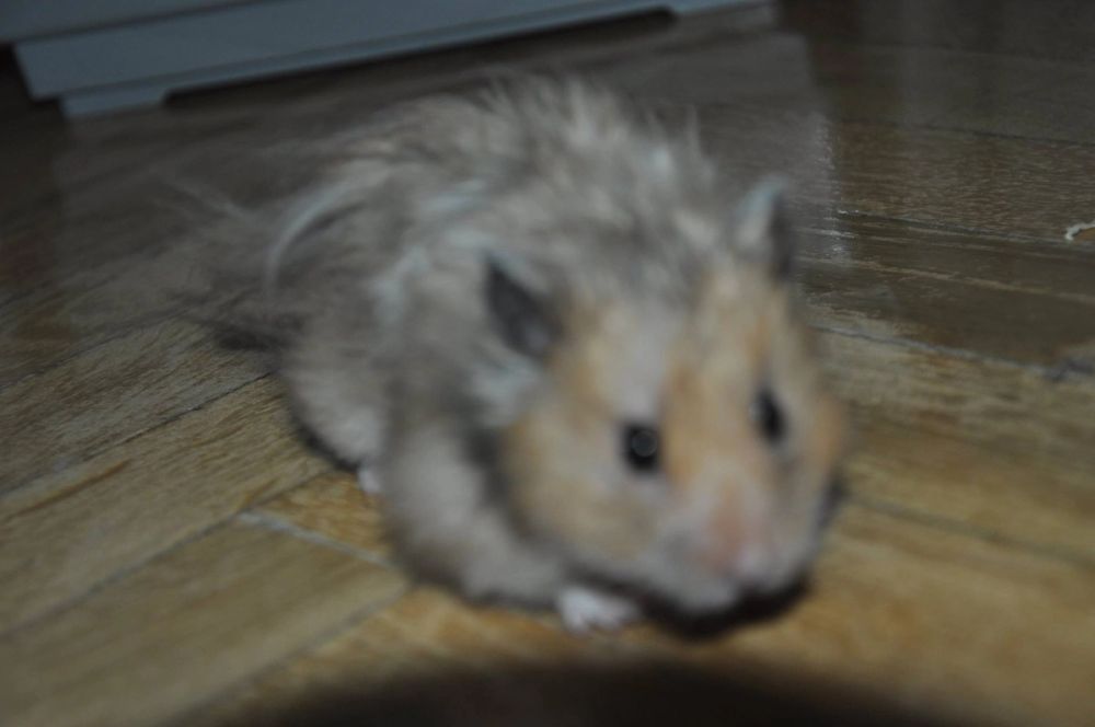 Foski