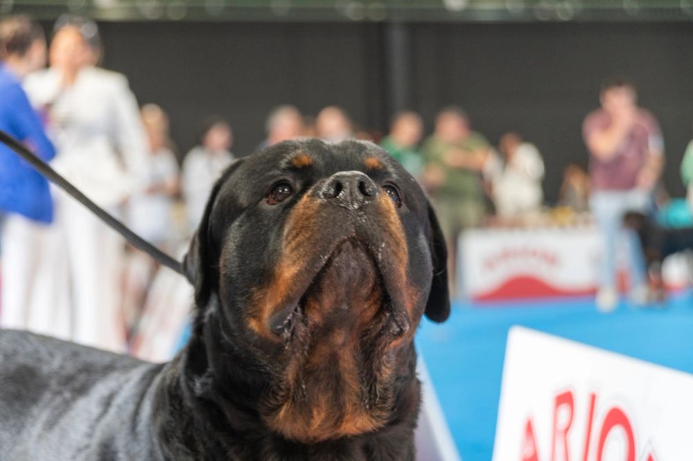 Perretes de la Exposicion canina (ciudad real) 02-06-2024