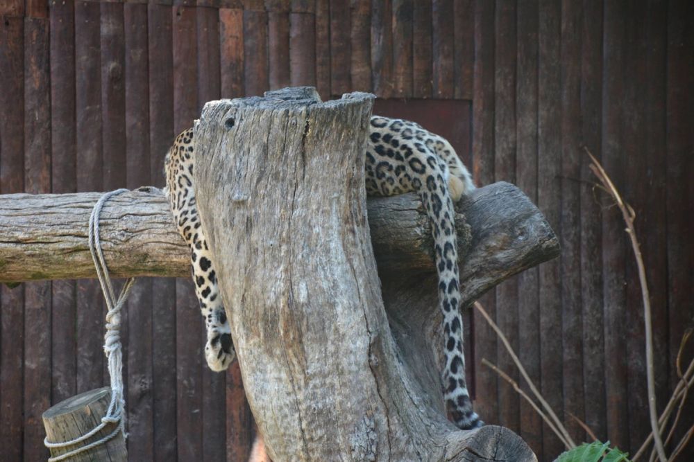 zoo 07-07-2018