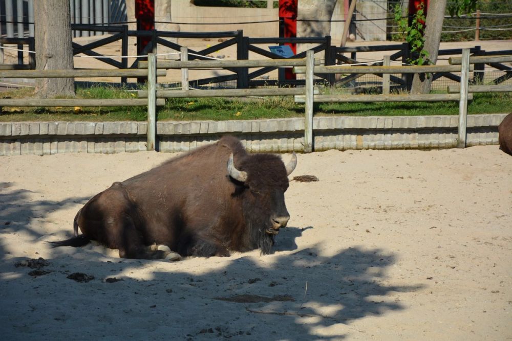 zoo 07-07-2018