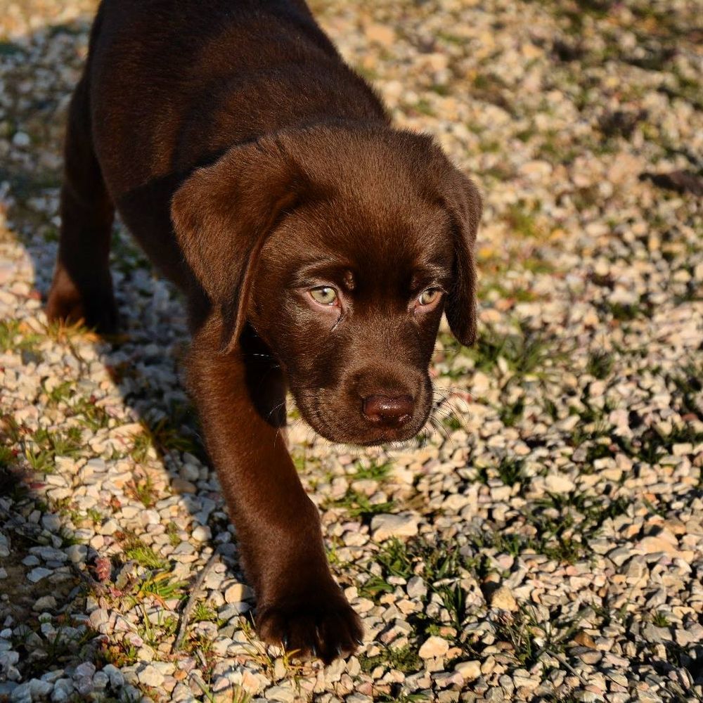 baby Conan