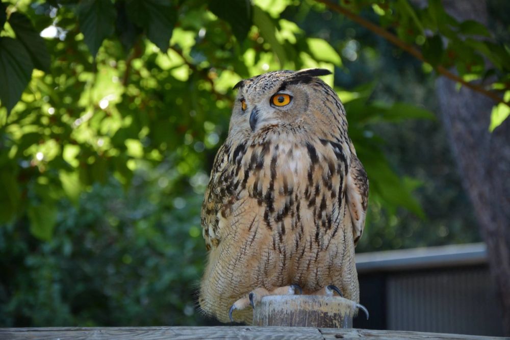 zoo 07-07-2018