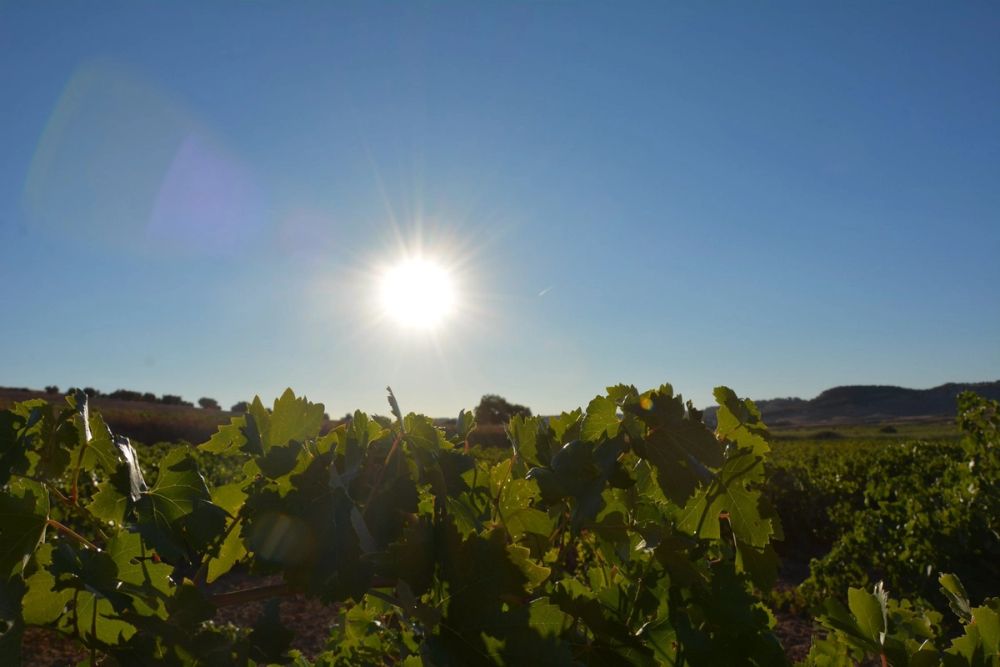 Lagunas de la guardia y Ermita del Santo Niño (La guardia) 2020