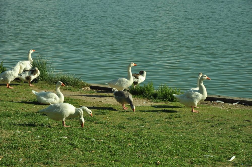 Ocas y patos en parque polvoranca (Leganes) 28-05-2015