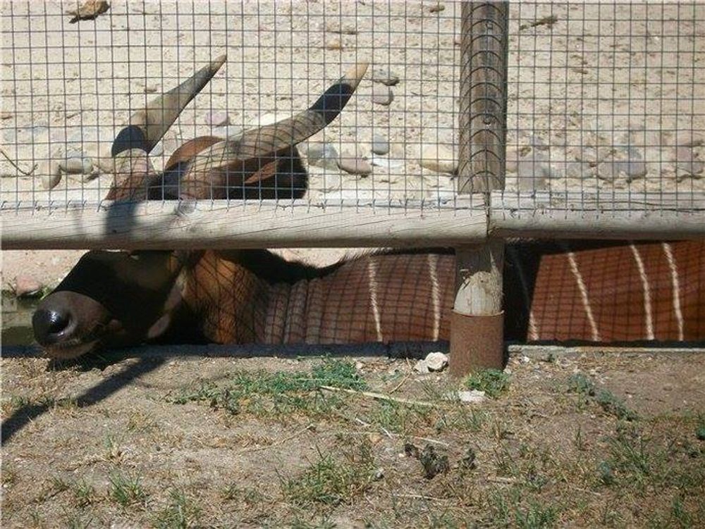 zoo 2010