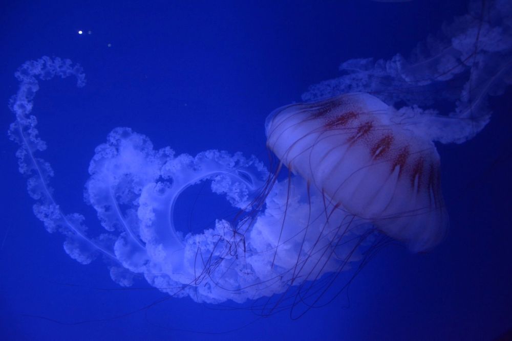 Oceanografic 2022