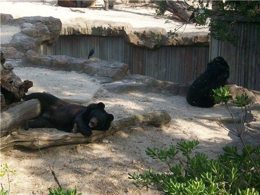 zoo 2010