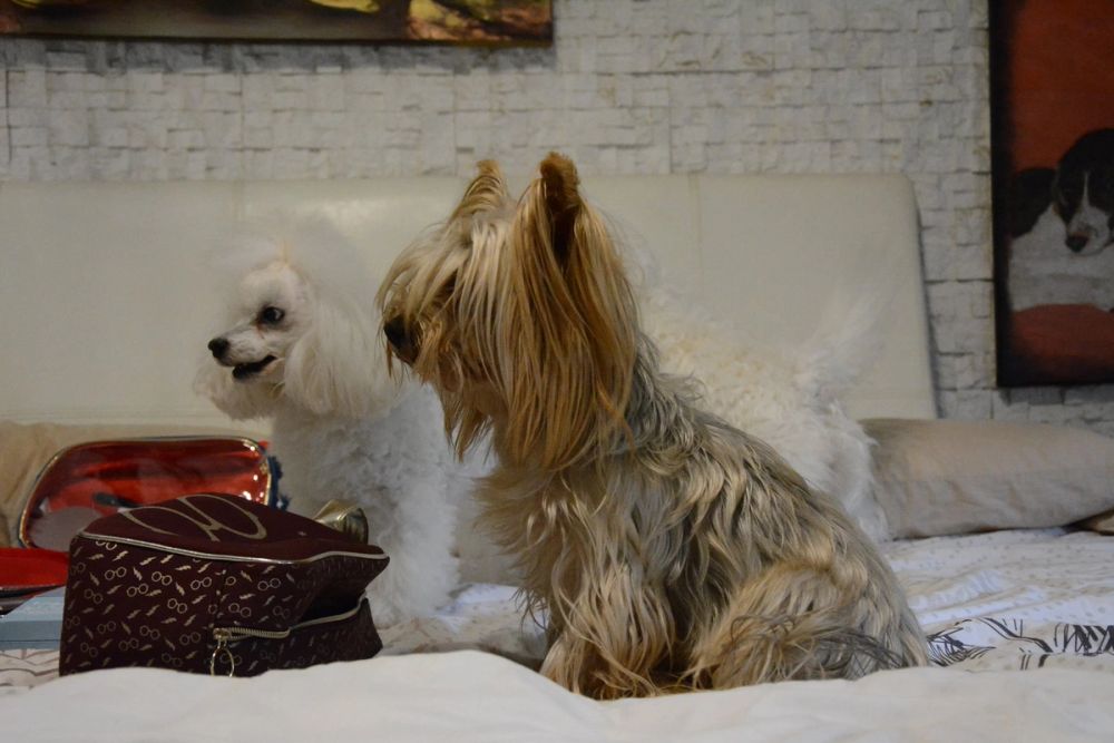 Perretes de Ro 17-09-2020